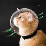 Masque de Toilettage Transparent pour Chat